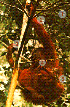 Orangutan mother and baby.